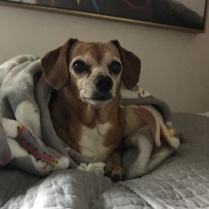 Meet your Posher, Sydney